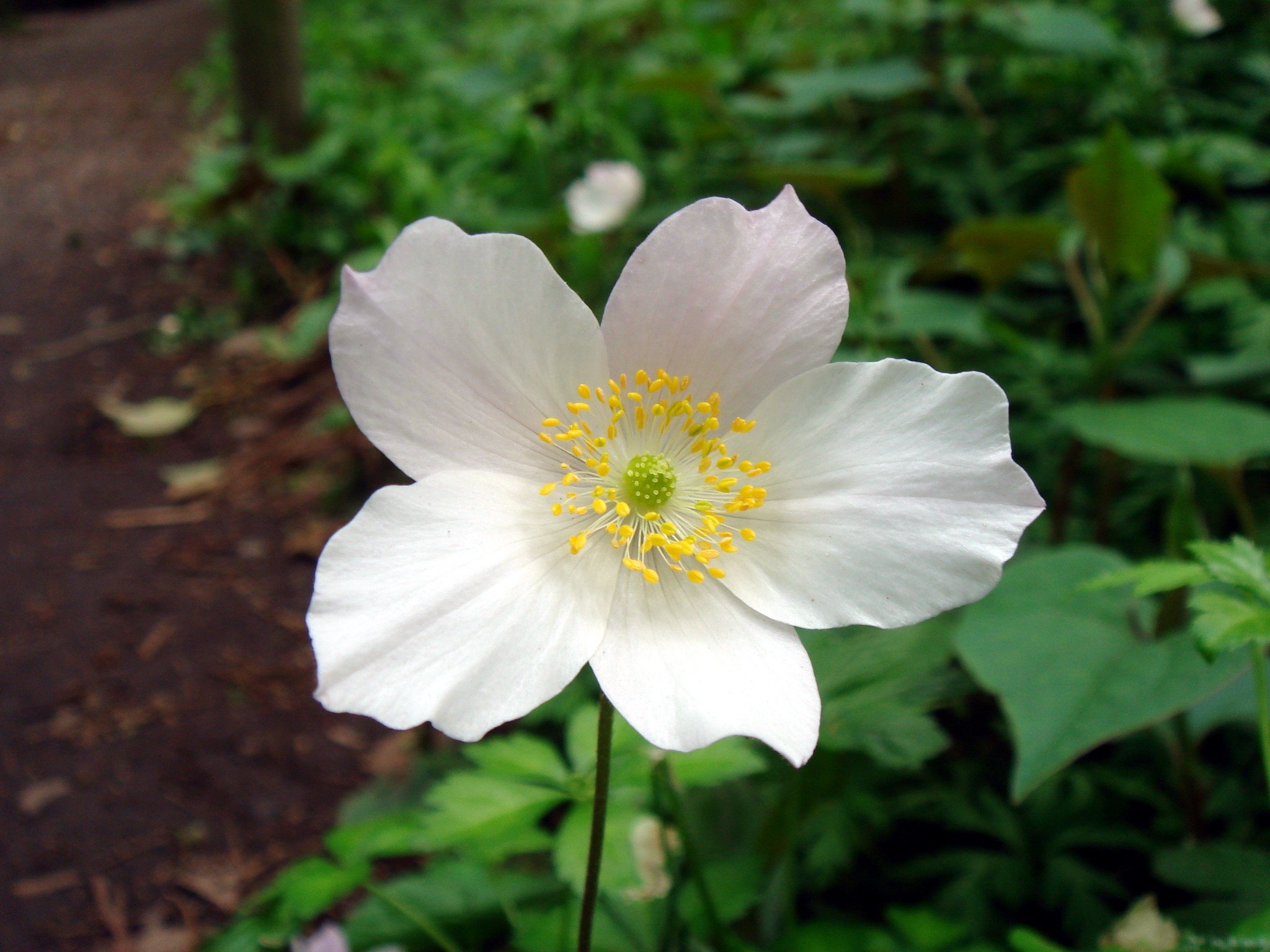 🌳 아카쓰카 공원 이미지 4